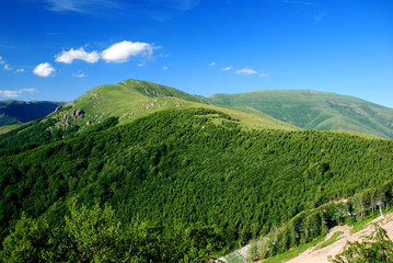 Obraz premium Mountain forest