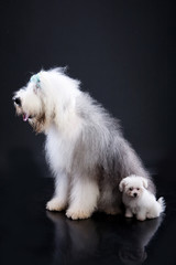 Fluffi Dogs