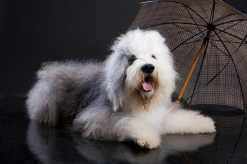 Bobtail And Umbrella