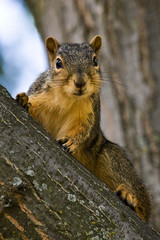 Fototapeta premium Curious Fox Squirrel