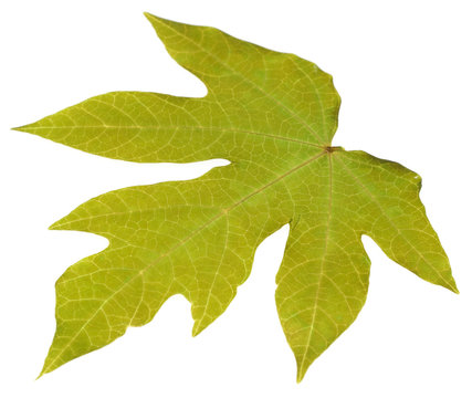 feuille s&egrave;che de papayer