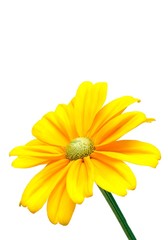 Beautiful sunflower on white background