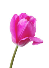 Tulip © Penguinn