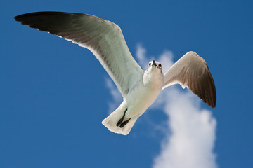 Seagull flying