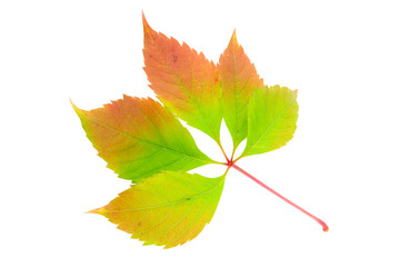 Multi-coloured leaf of wild grapes