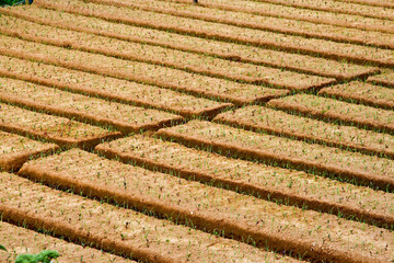 Getreide Anbau im Hochland von Sri Lanka mit Bewässerungskanälen