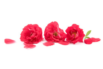 Red roses and rose-petals i