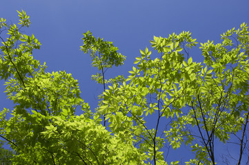 新緑と青空