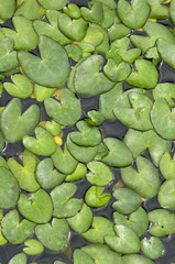 水草