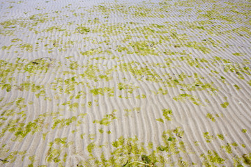 part of a beach with algae