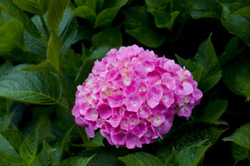 a part of a flower in macro