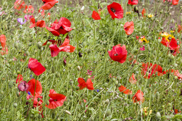 Fototapeta na wymiar some poppies in a field