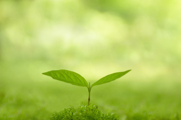 Fototapeta premium 双葉