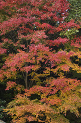 紅葉