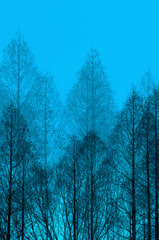 樹木コラージュ