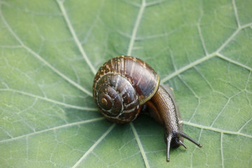 snail on green leaf