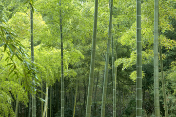 Fototapeta premium 竹林
