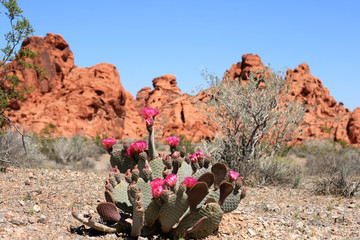 Valley of Fire, Nevada