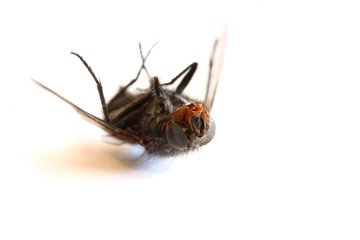 Dead Fly