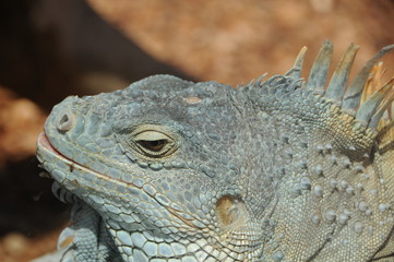 Leguan