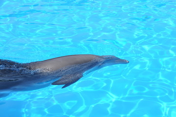 Delfin