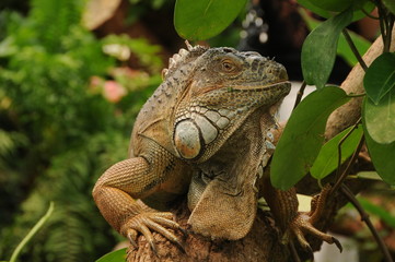 Leguan