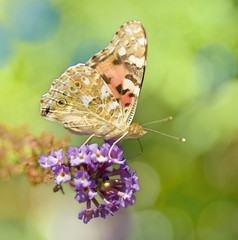 monarch butterfly on butterfly bush