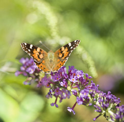 monarch butterfly on butterfly bush