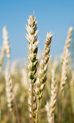 wheat ear