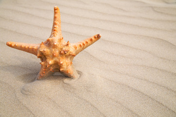 Star fish on sand background