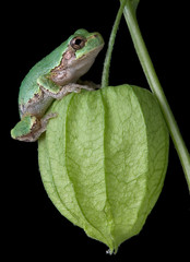 Gray tree frog on chinese lantern