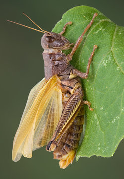 Grasshopper Drying Wings