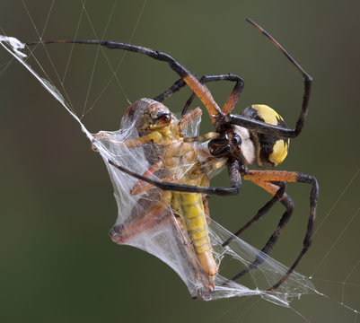 Argiope spider wrapping hopper