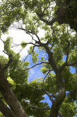 新緑と青空