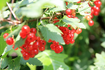 red currants bush, Ribes