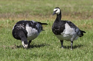 Barnacle goose