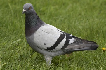 Dove
