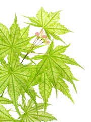 Acer palmatum ssp. matsumurae 'Shigitatsusawa'