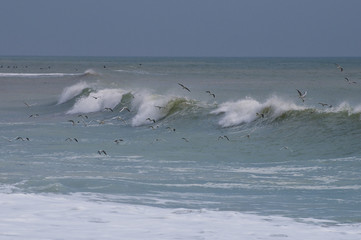 Vol de mouettes au dessus des vagues