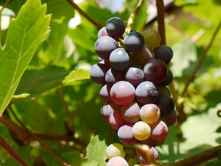 Bunte Weintrauben