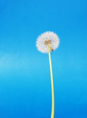 dandelion from seeds