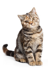 Fototapeta premium British cat on white background