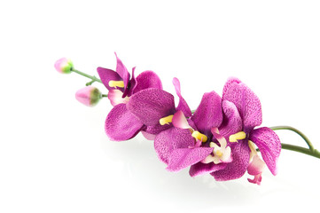 Fototapeta na wymiar Różowa orchidea