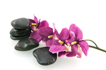 Fototapeta na wymiar Massage stones with pink orchid