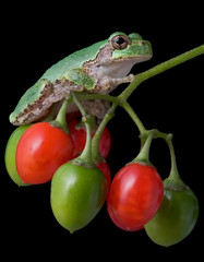 Tree frog on berries