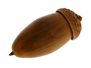 Oak acorn