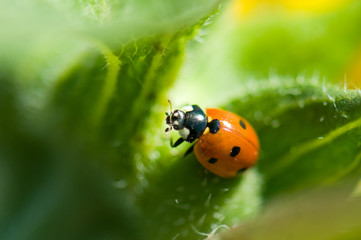 Ladybird