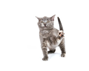 Obraz premium Gray kitten playing