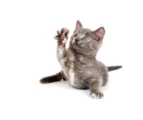 Gray kitten playing