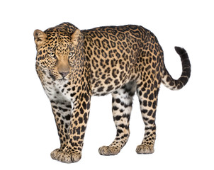 Obraz premium Portret lamparta, Panthera pardus, stojąca, studio strzał